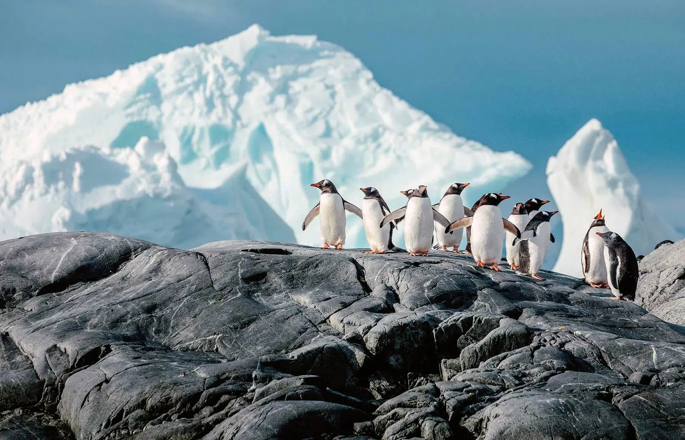 Ultramarine Emperor Penguin Quest to Snow Hill Classic Antarctic Peninsula Experience