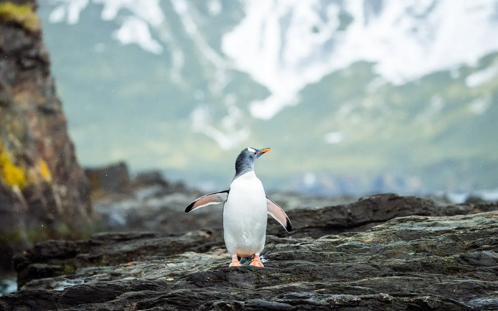 Ocean Explorer Classic Antarctic Peninsula Drake Passage, Lectures and Deck Watching