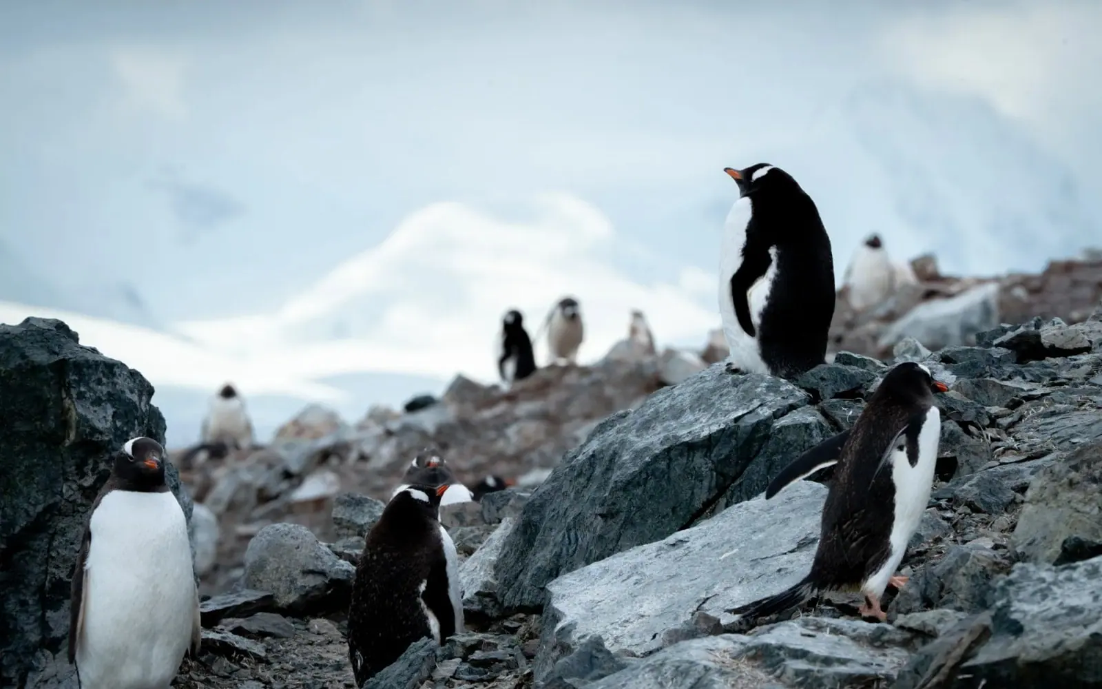Ocean Explorer Classic Antarctic Peninsula Zodiac Cruising and Landings