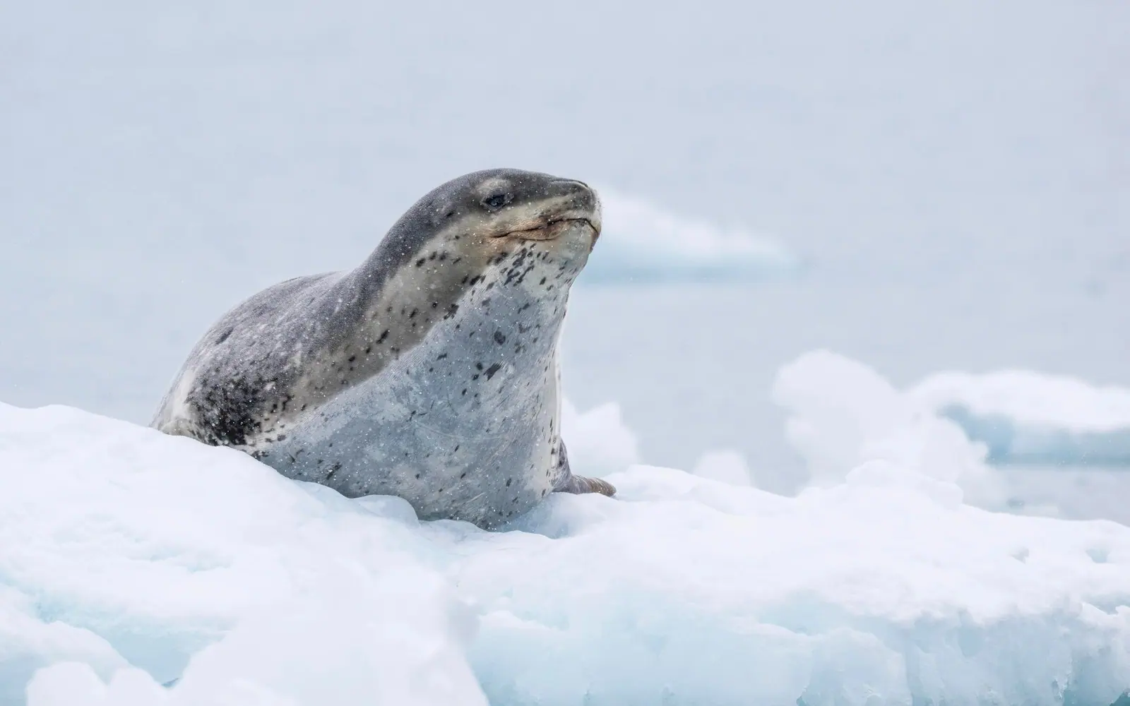World Voyager Antarctica Fly-Cruise: Cruise South, Fly North Zodiac Cruising and Landings