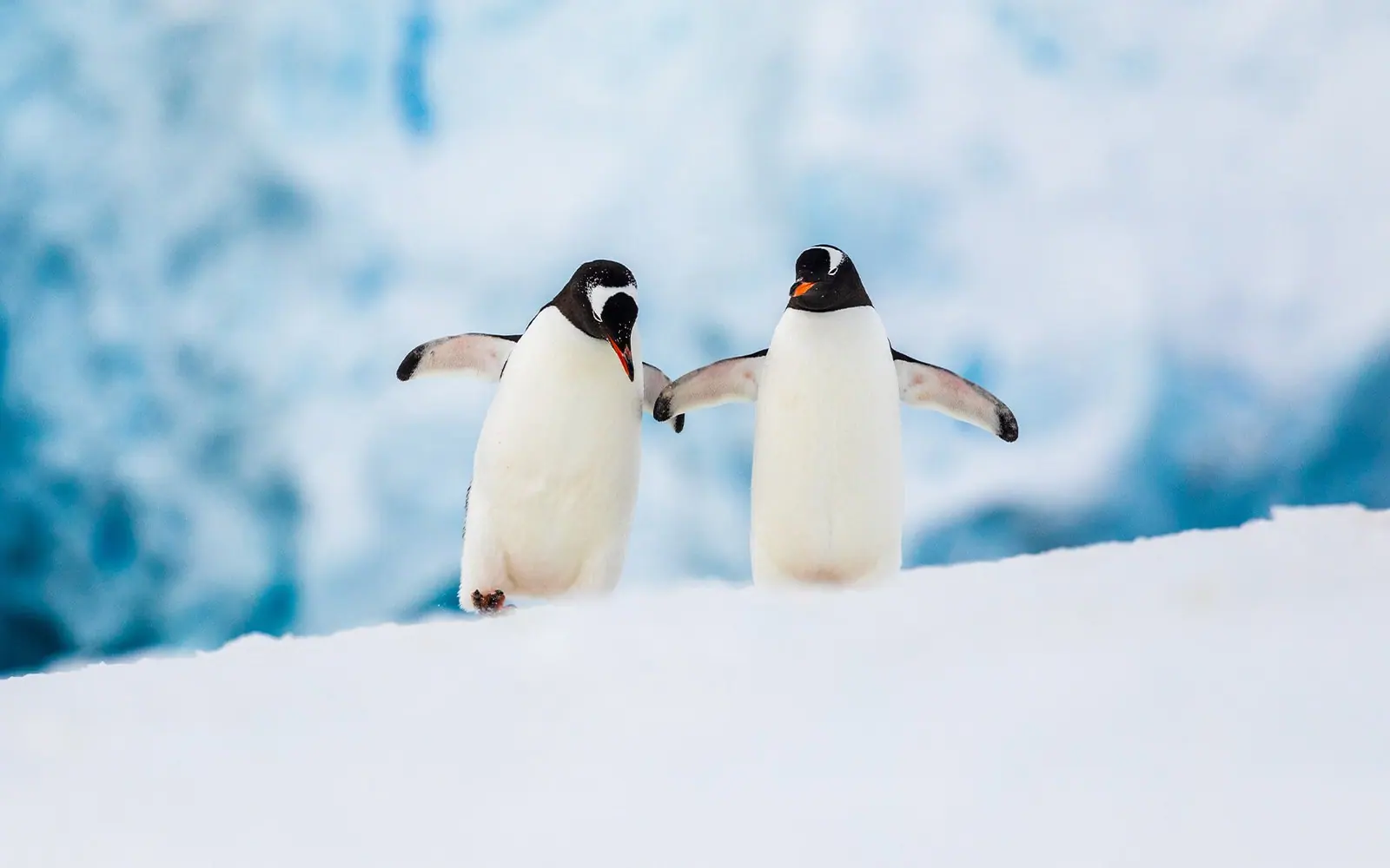 World Voyager Antarctica Fly-Cruise: Cruise South, Fly North Drake Passage, Lectures and Deck Watching