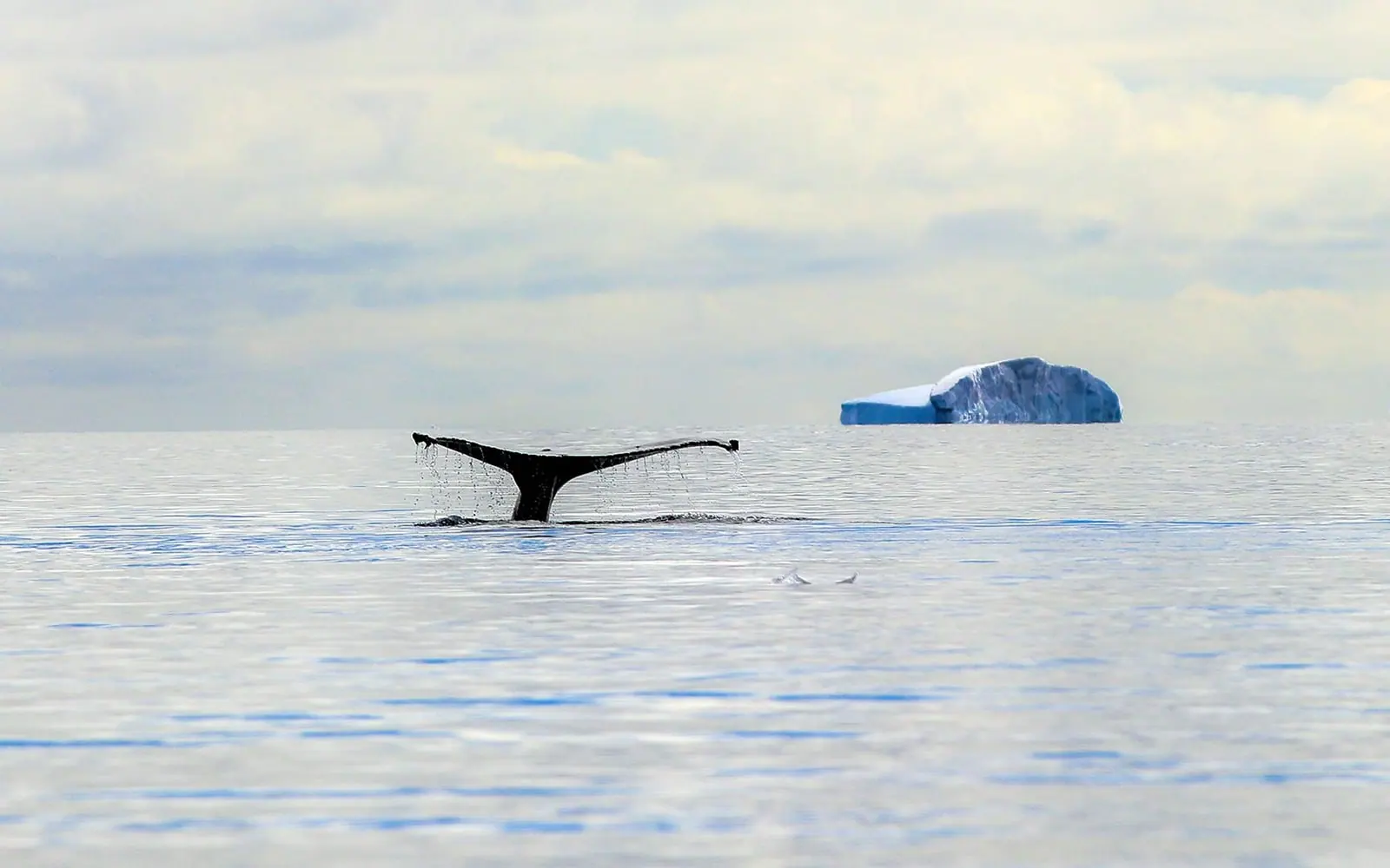 Ultramarine Classic Antarctic Peninsula Icebergs, Glaciers and Polar Scenery