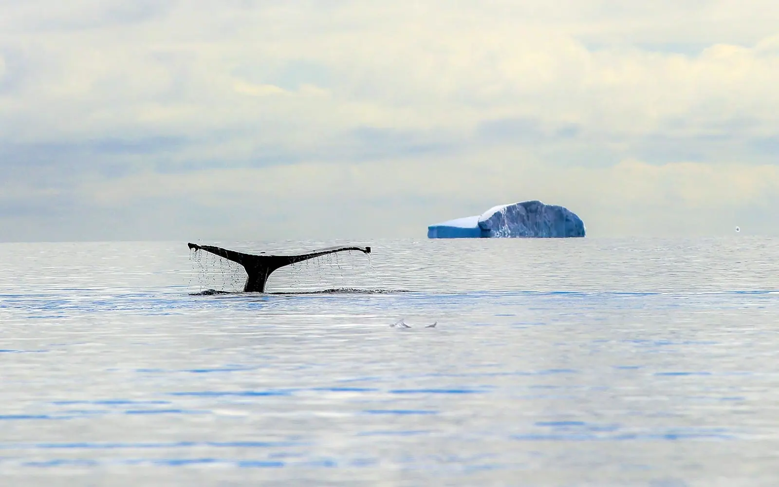 Seabourn Venture Falkland Islands, South Georgia and Antarctic Peninsula South Georgia Wildlife Coast