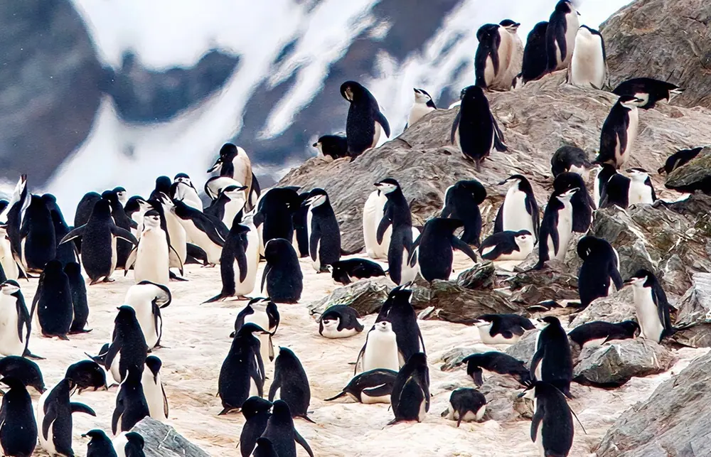 Seabourn Pursuit Falkland Islands, South Georgia and Antarctic Peninsula trip image 2