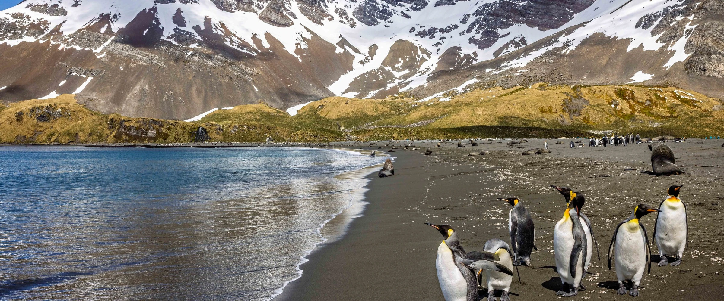 Seabourn Pursuit · 21-Day Falkland Islands, South Georgia and Antarctic Peninsula Cruise, Nov 21, 2026