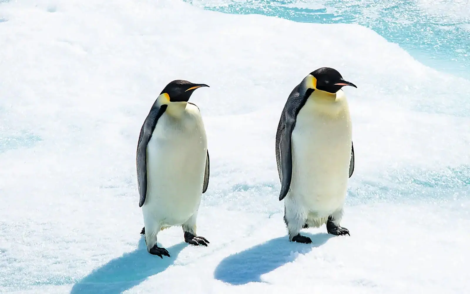 Seabourn Venture Classic Antarctic Peninsula Expedition Drake Passage, Sea Days and Lectures