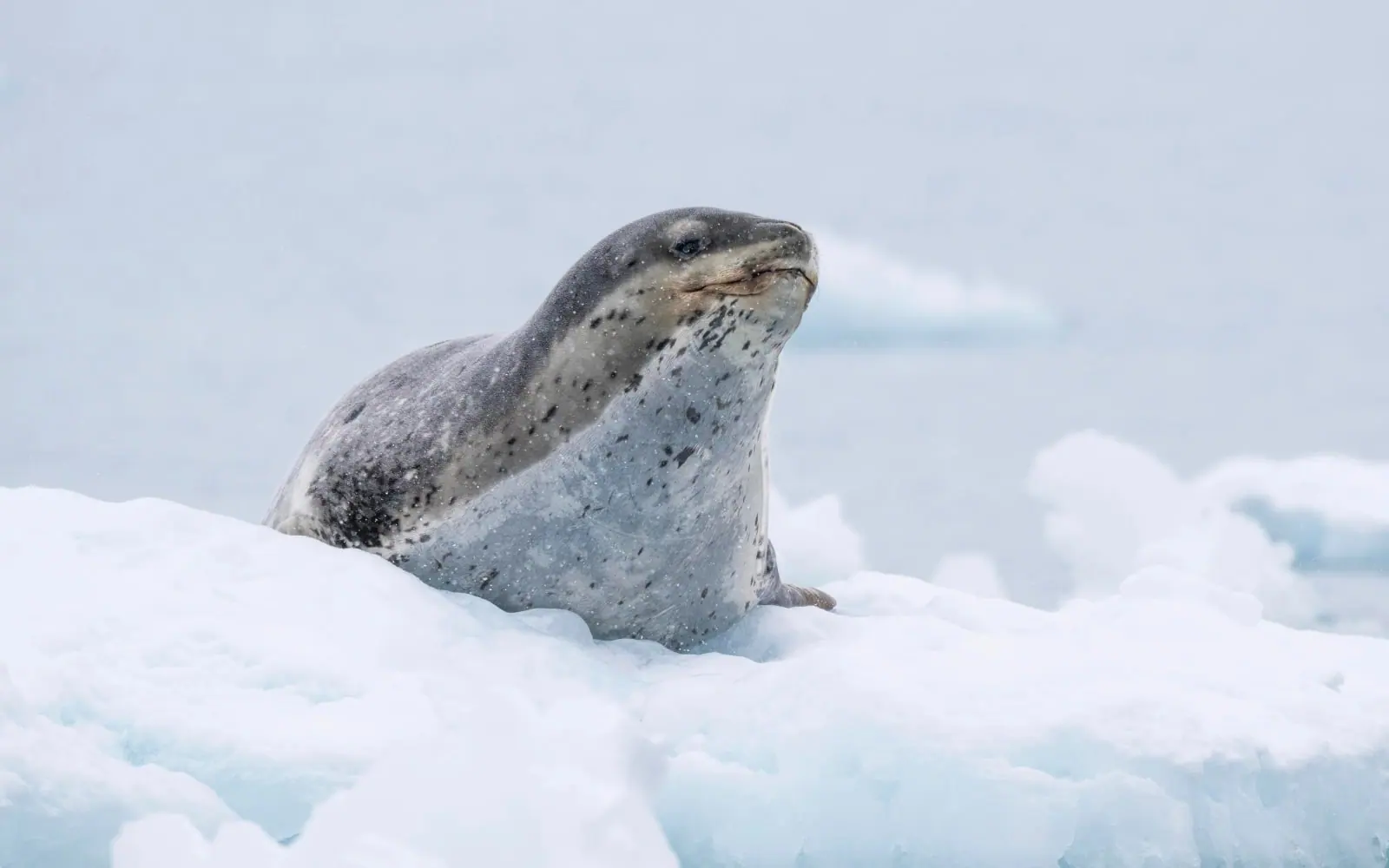 Seabourn Venture Classic Antarctic Peninsula Expedition Zodiac Cruising and Landings