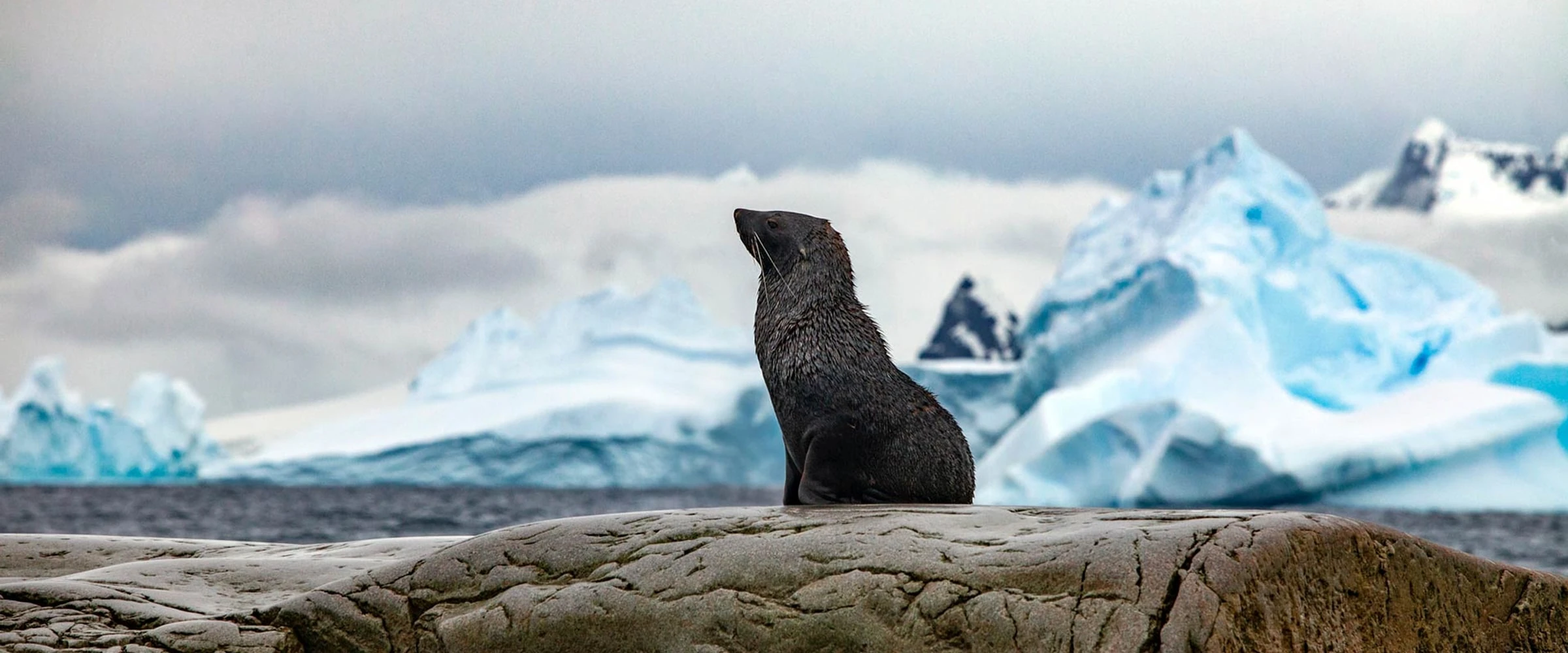 Seabourn Pursuit · 11-Day Antarctic Peninsula Cruise, Dec 11, 2026