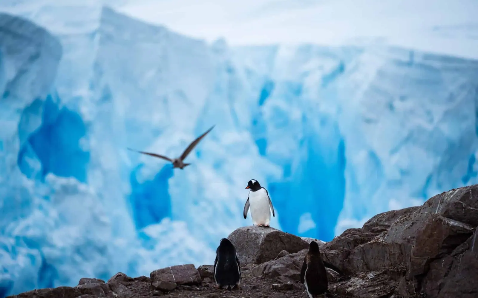 Seabourn Pursuit Classic Antarctic Peninsula Expedition Drake Passage, Sea Days and Lectures