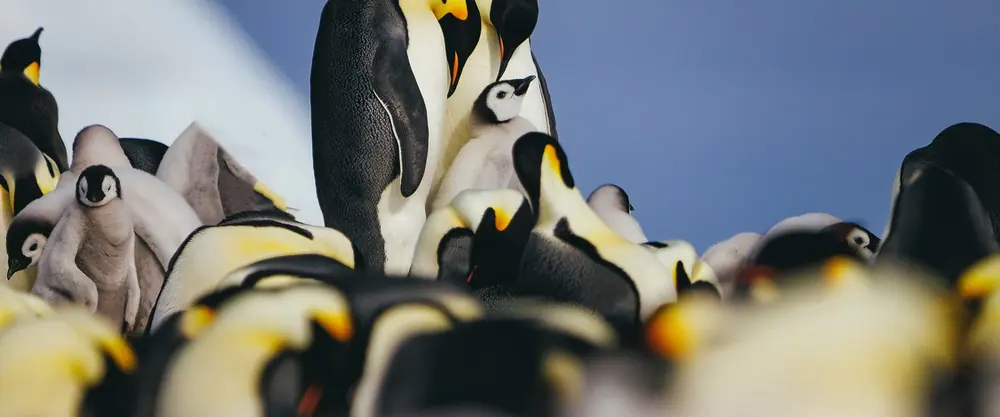 Seabourn Pursuit Classic Antarctic Peninsula Expedition trip image 1
