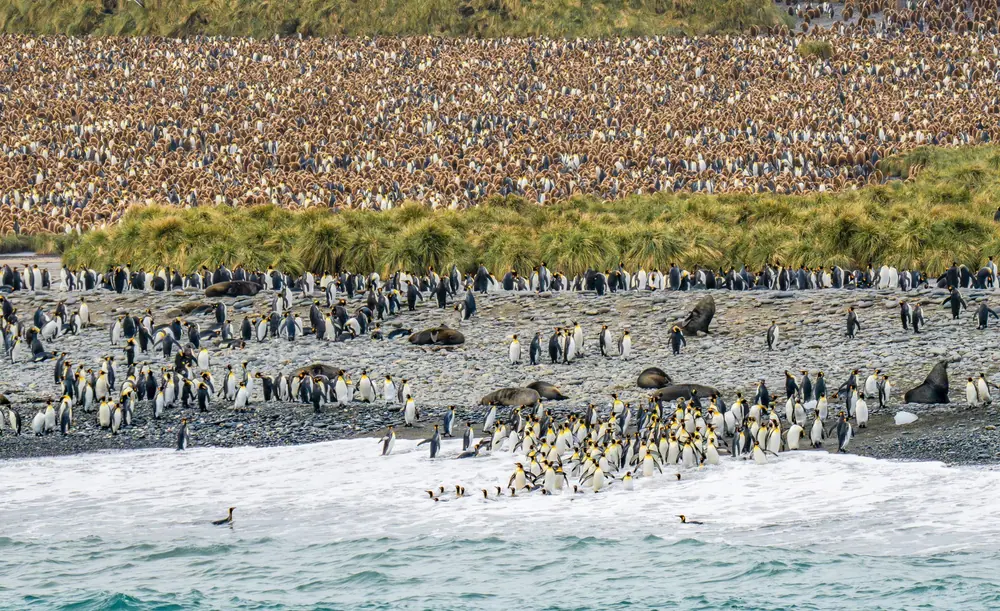 Silver Wind Falkland Islands, South Georgia and Antarctic Peninsula Expedition trip image 1