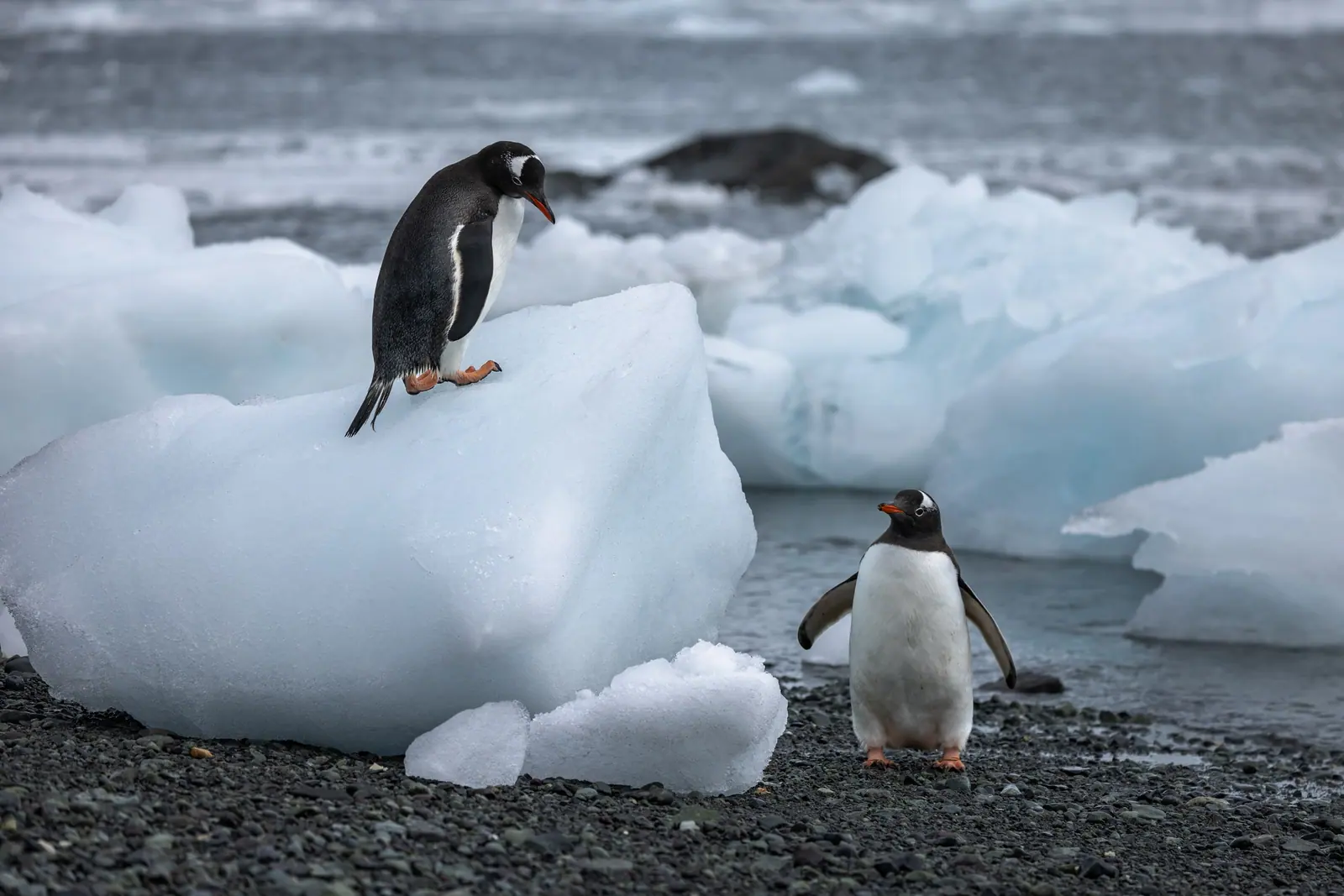 Silver Wind Antarctica Fly-Cruise: King George Island to Puerto Williams Antarctic Peninsula Ice, Glaciers and Wildlife