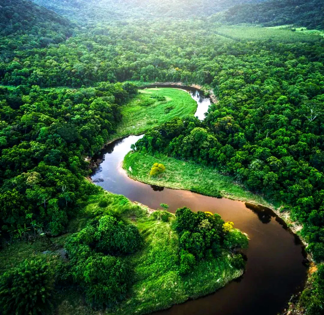 Amazon rainforest and river