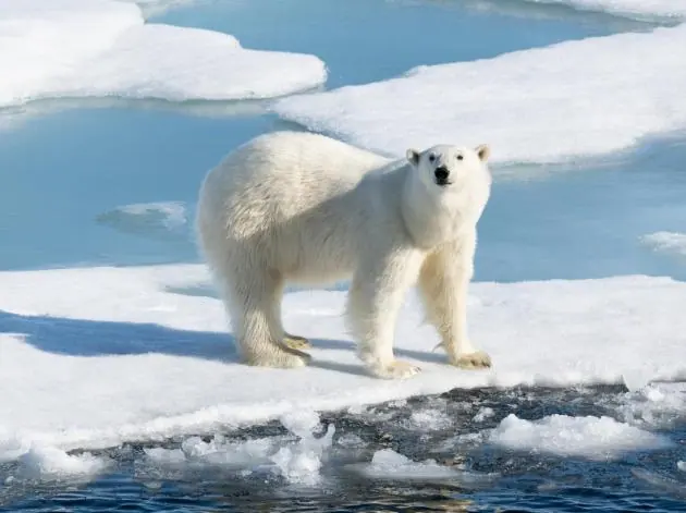 North Pole + Arctic Three Islands · Arctic Grand Slam Highlight 6 image