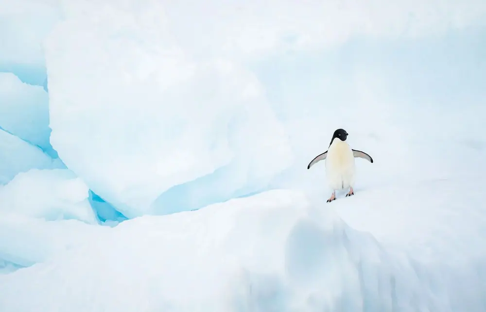 SH Diana 10-Day Classic Antarctic Peninsula Expedition trip image 3