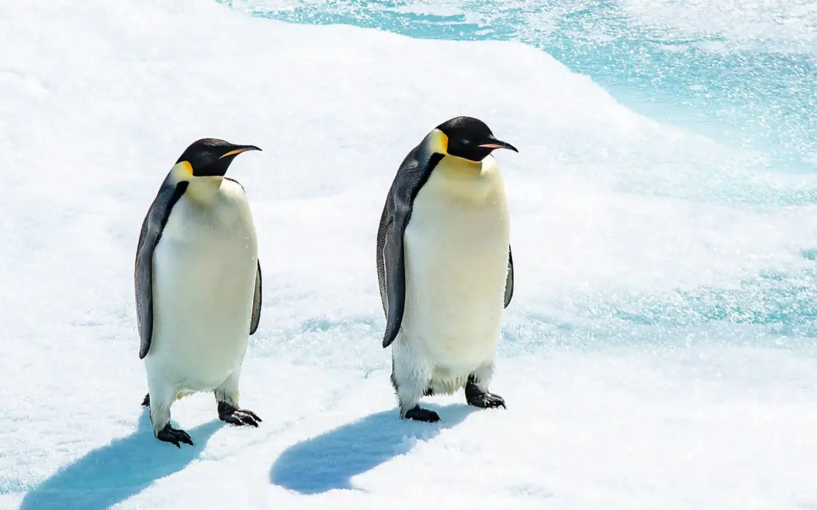 SH Diana 10-Day Classic Antarctic Peninsula Expedition Antarctic Wildlife Window