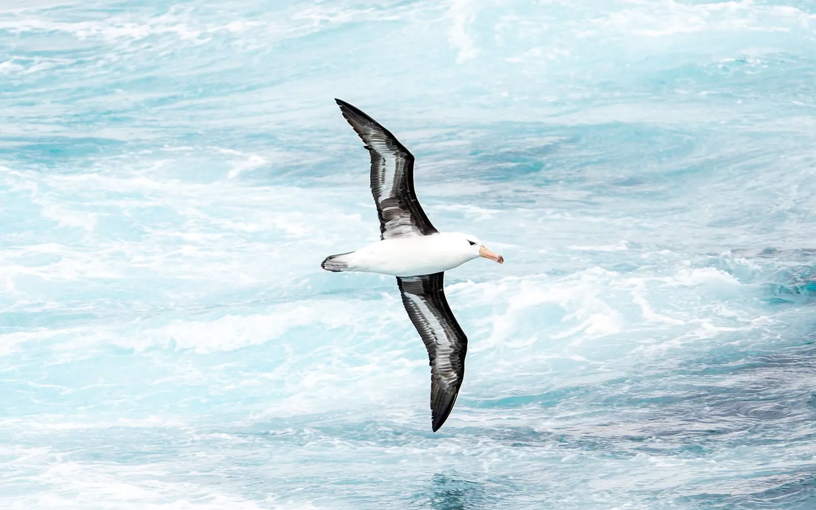 SH Diana 10-Day Classic Antarctic Peninsula Expedition Antarctic Peninsula Ice Coast