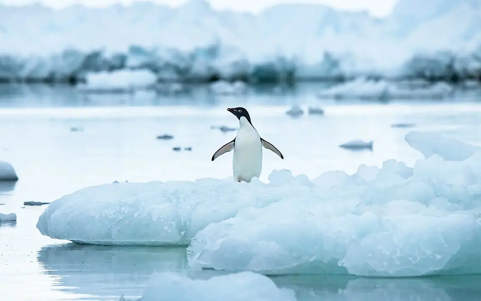 SH Diana 10-Day Classic Antarctic Peninsula Expedition Small-Ship Expedition Rhythm