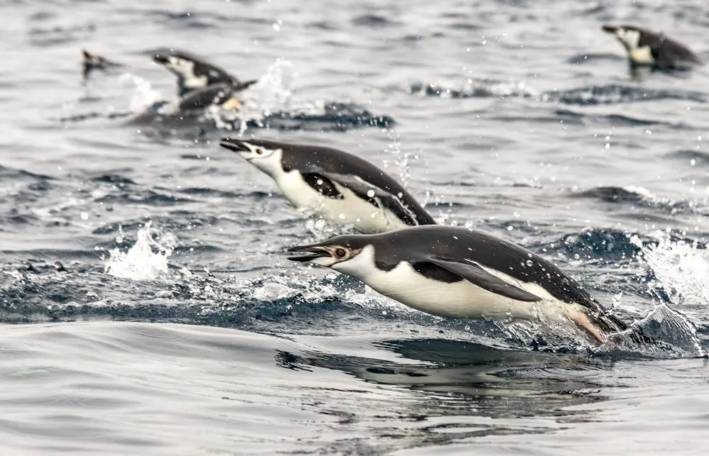 SH Vega 11-Day Classic Antarctic Peninsula Expedition trip image 3