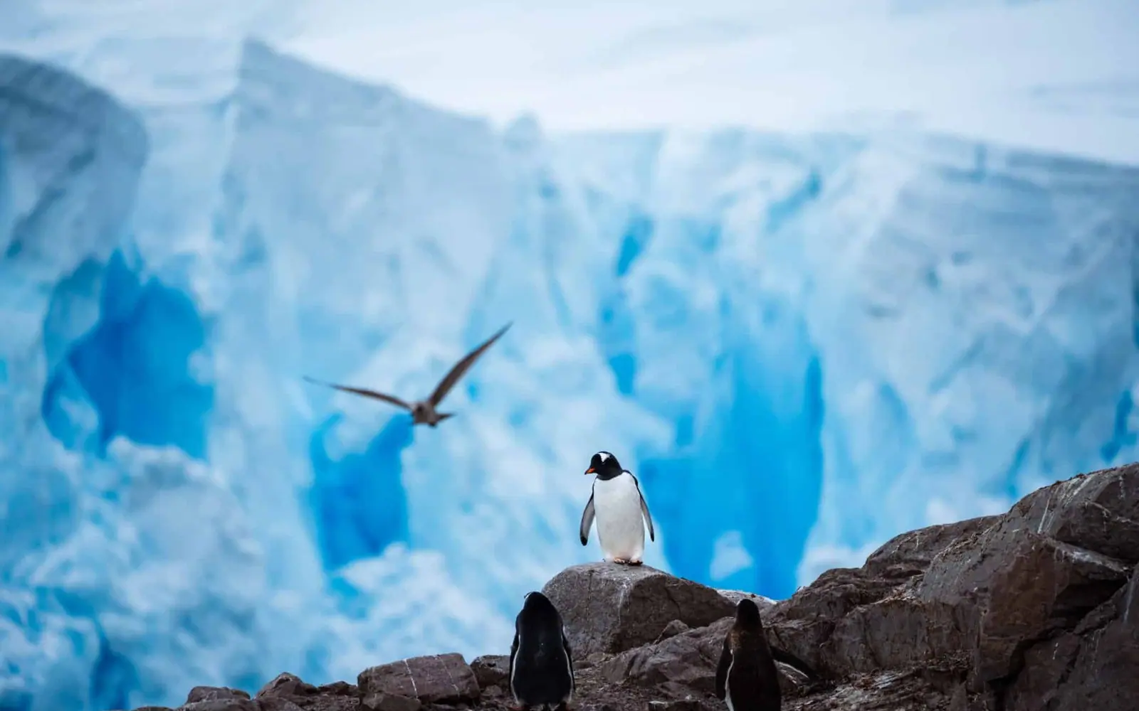 SH Vega 11-Day Classic Antarctic Peninsula Expedition Antarctic Wildlife Window