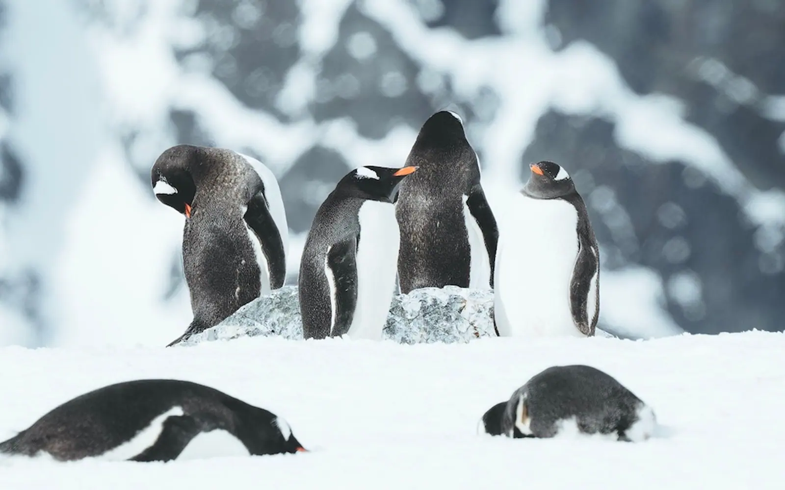 SH Diana 10-Day Classic Antarctic Peninsula Expedition Antarctic Peninsula Ice Coast