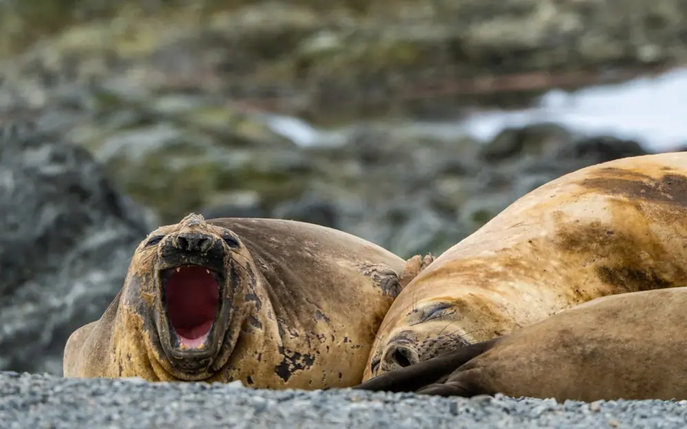 SH Vega 10-Day Classic Antarctic Peninsula Expedition trip image 1