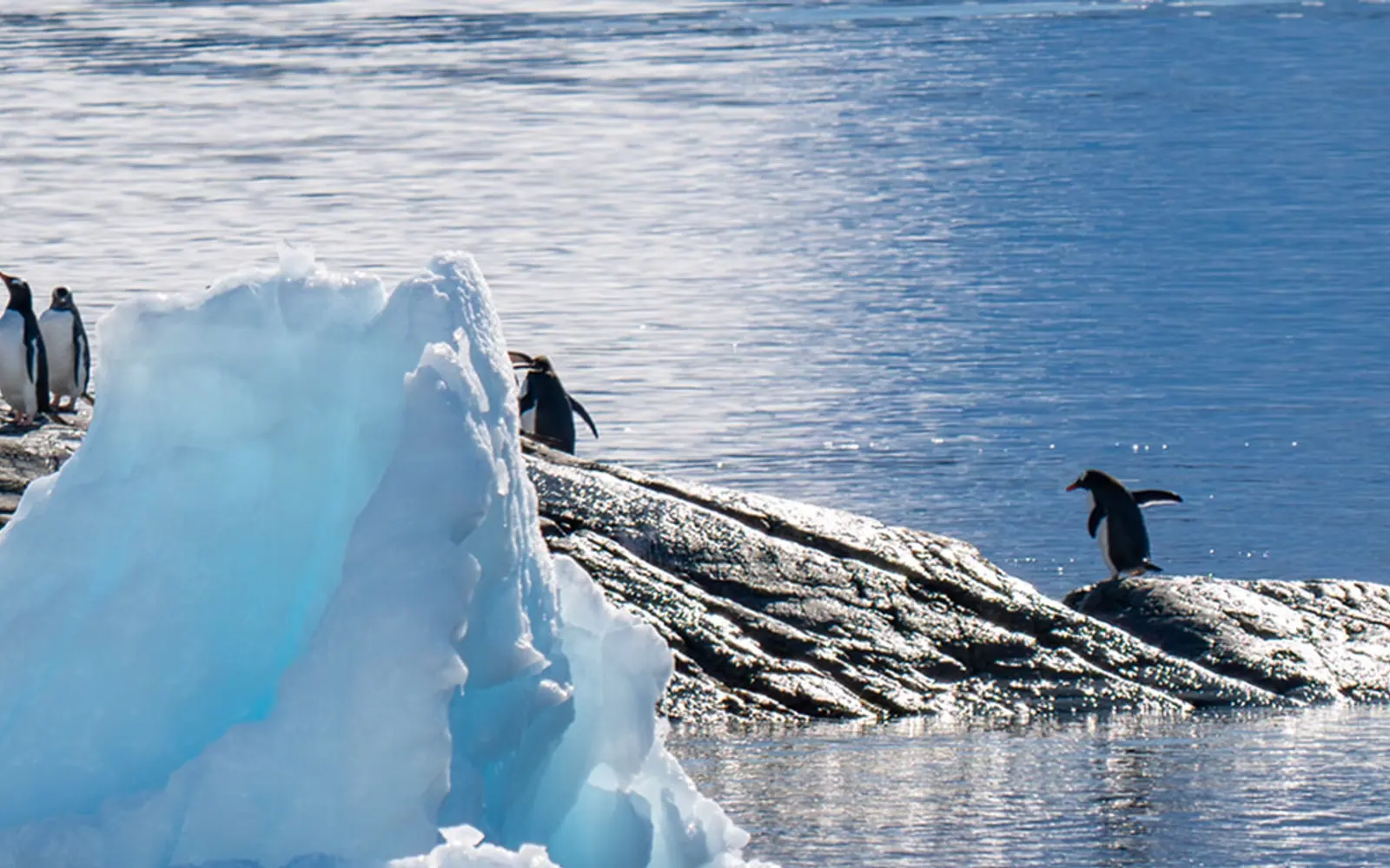 SH Vega 10-Day Classic Antarctic Peninsula Expedition Antarctic Wildlife Window