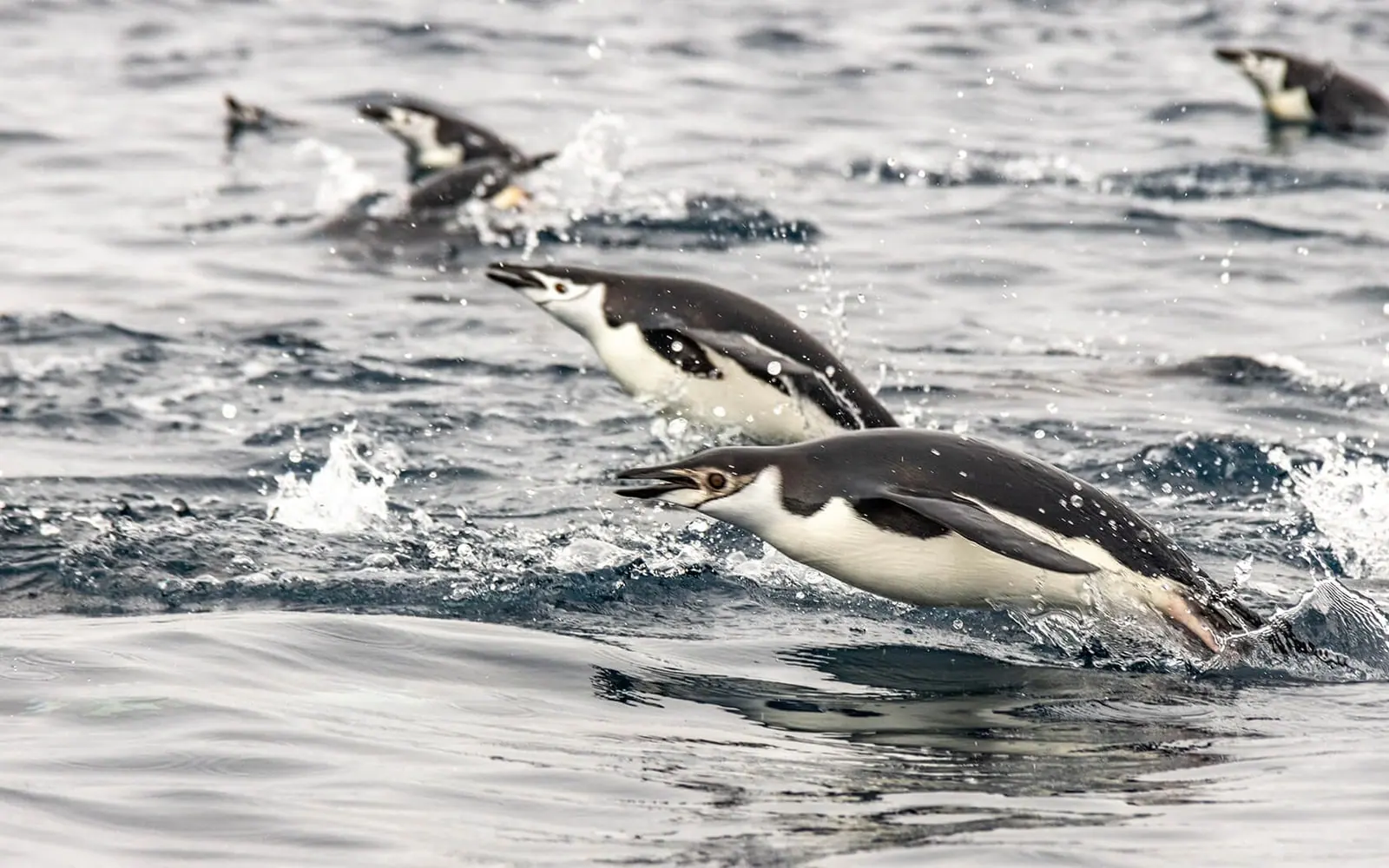 SH Minerva 11-Day Classic Antarctic Peninsula Expedition Antarctic Peninsula Ice Coast