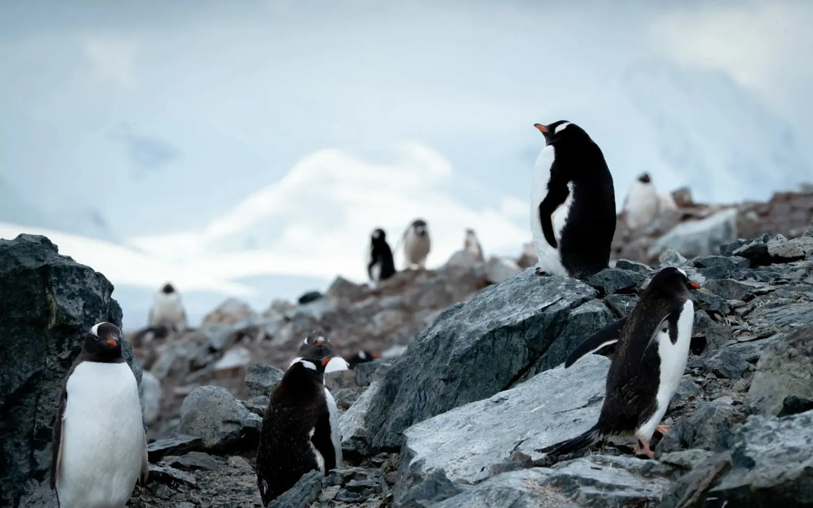 SH Minerva 11-Day Classic Antarctic Peninsula Expedition Zodiac Cruising and Landings