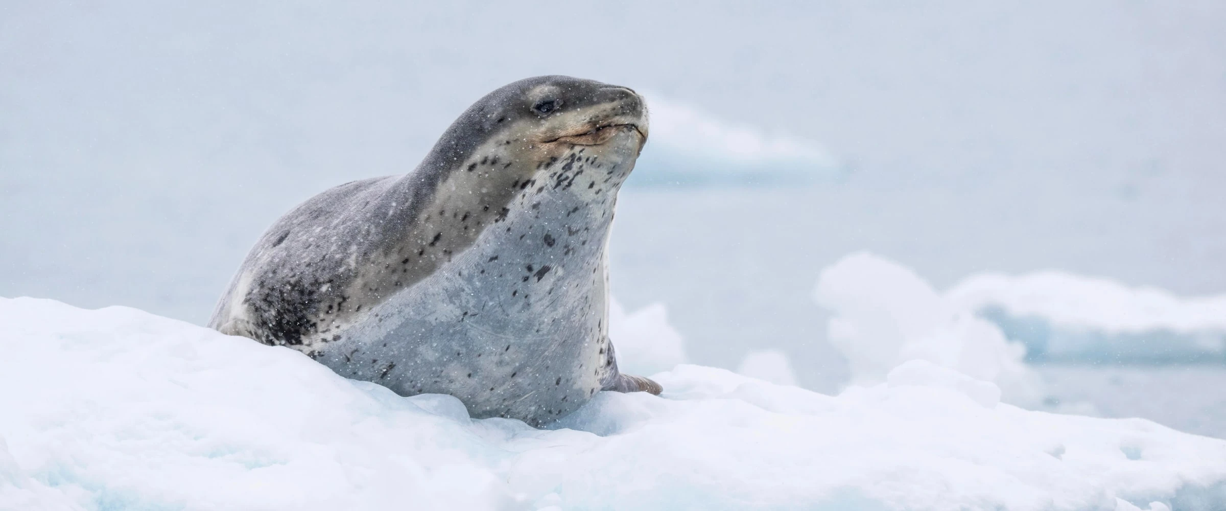 SH Vega · 10-Day Classic Antarctic Peninsula Cruise, Jan 4, 2027