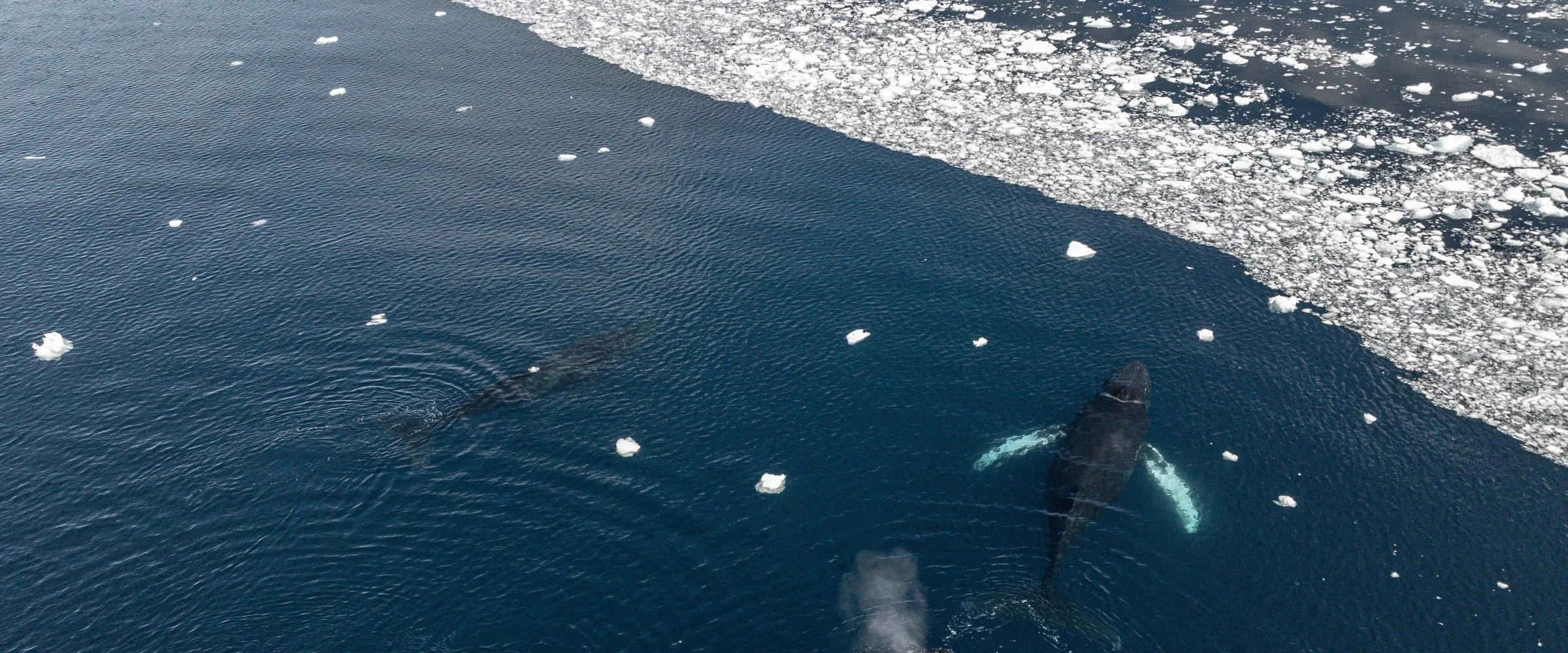 SH Minerva · 12-Day Weddell Sea and Antarctic Peninsula Cruise, Jan 23, 2027