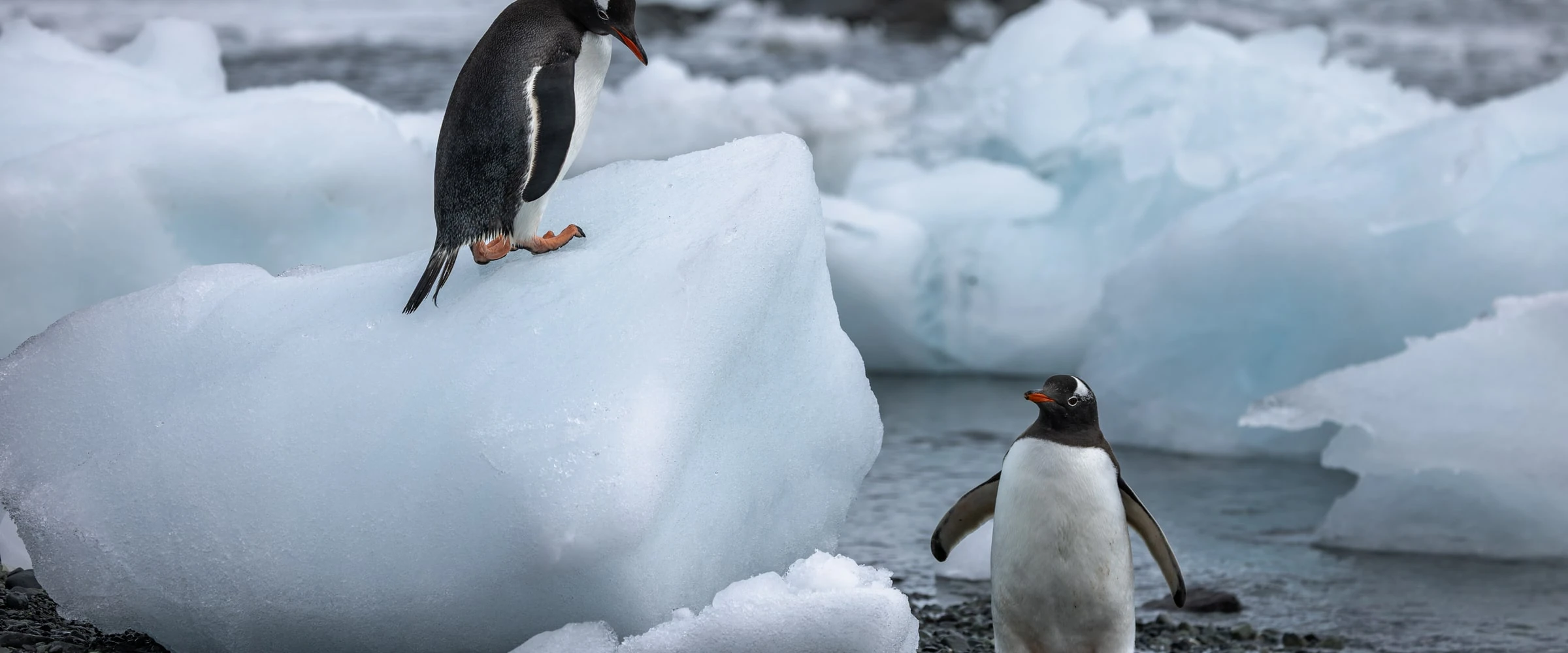 SH Diana · 10-Day Classic Antarctic Peninsula Cruise, Feb 15, 2027